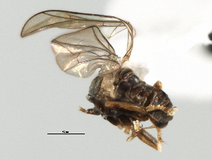  (Microcephalops sp. QLD1 - CNC DIPTERA 136076)  @11 [ ] CreativeCommons - Attribution (2013) CBG Photography Group Centre for Biodiversity Genomics