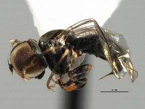  ( - CNC DIPTERA 136094)  @13 [ ] CreativeCommons - Attribution (2013) CBG Photography Group Centre for Biodiversity Genomics