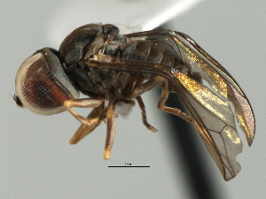  (Eudorylas sp. Chile10 - CNC DIPTERA 136101)  @14 [ ] CreativeCommons - Attribution (2013) CBG Photography Group Centre for Biodiversity Genomics