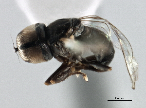  ( - CNC DIPTERA 148150)  @11 [ ] CreativeCommons - Attribution (2013) CBG Photography Group Centre for Biodiversity Genomics