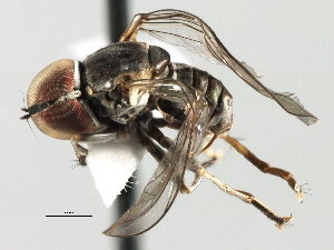  (Elmohardyia sp. Peru3 - CNC DIPTERA 158361)  @13 [ ] CreativeCommons - Attribution (2013) CNC/CBG Photography Group Centre for Biodiversity Genomics