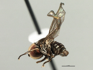  (Elmohardyia sp. Brazil5 - CNC DIPTERA 158368)  @11 [ ] CreativeCommons - Attribution (2013) CNC/CBG Photography Group Centre for Biodiversity Genomics