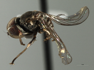  (Elmohardyia sp. Peru6 - CNC DIPTERA 158376)  @11 [ ] CreativeCommons - Attribution (2013) CNC/CBG Photography Group Centre for Biodiversity Genomics