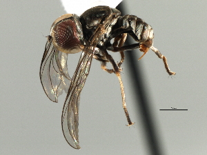  (Elmohardyia sp. Peru5 - CNC DIPTERA 158377)  @11 [ ] CreativeCommons - Attribution (2013) CNC/CBG Photography Group Centre for Biodiversity Genomics