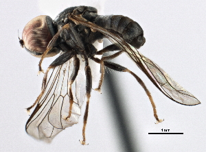  ( - CNC DIPTERA 158529)  @11 [ ] CreativeCommons - Attribution (2013) CBG Photography Group Centre for Biodiversity Genomics