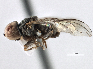 ( - CNC DIPTERA 158548)  @11 [ ] CreativeCommons - Attribution (2013) CBG Photography Group Centre for Biodiversity Genomics