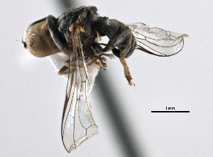  ( - CNC DIPTERA 158553)  @11 [ ] CreativeCommons - Attribution (2013) CBG Photography Group Centre for Biodiversity Genomics