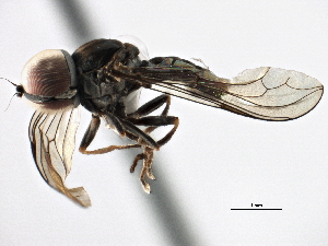  ( - CNC DIPTERA 158652)  @13 [ ] CreativeCommons - Attribution (2013) CBG Photography Group Centre for Biodiversity Genomics