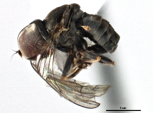  ( - CNC DIPTERA 158653)  @13 [ ] CreativeCommons - Attribution (2013) CBG Photography Group Centre for Biodiversity Genomics