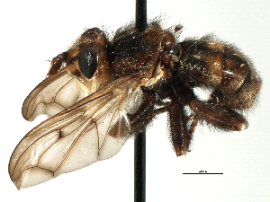  ( - CNC DIPTERA 195971)  @11 [ ] CreativeCommons - Attribution (2013) CNC/CBG Photography Group Centre for Biodiversity Genomics