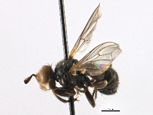  ( - CNC DIPTERA 195985)  @11 [ ] CreativeCommons - Attribution (2013) CNC/CBG Photography Group Centre for Biodiversity Genomics