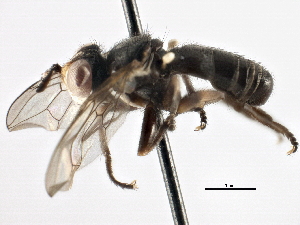  ( - CNC DIPTERA 195986)  @13 [ ] CreativeCommons - Attribution (2013) CNC/CBG Photography Group Centre for Biodiversity Genomics