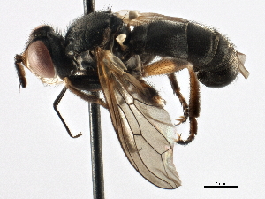  ( - CNC DIPTERA 195988)  @11 [ ] CreativeCommons - Attribution (2013) CNC/CBG Photography Group Centre for Biodiversity Genomics
