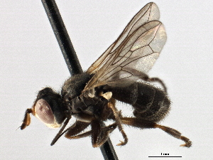  ( - CNC DIPTERA 195989)  @14 [ ] CreativeCommons - Attribution (2013) CNC/CBG Photography Group Centre for Biodiversity Genomics