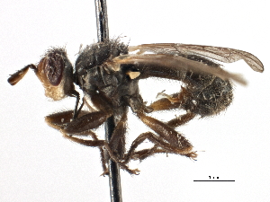  ( - CNC DIPTERA 195990)  @11 [ ] CreativeCommons - Attribution (2013) CNC/CBG Photography Group Centre for Biodiversity Genomics