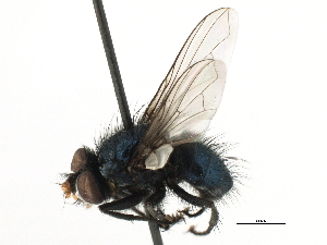  ( - CNC DIPTERA 197417)  @11 [ ] CreativeCommons - Attribution (2013) CNC/CBG Photography Group Centre for Biodiversity Genomics