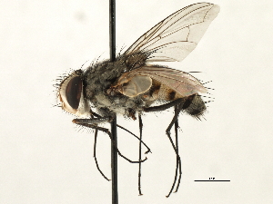  ( - CNC DIPTERA 197433)  @11 [ ] CreativeCommons - Attribution (2013) CNC/CBG Photography Group Centre for Biodiversity Genomics