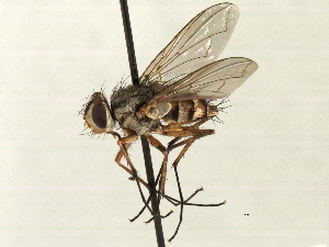  (Prosena sp. 4 - CNC DIPTERA 197434)  @11 [ ] CreativeCommons - Attribution (2013) CNC/CBG Photography Group Centre for Biodiversity Genomics