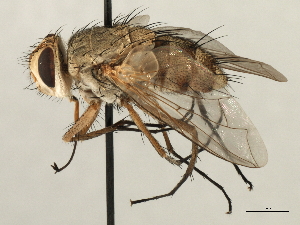  ( - CNC DIPTERA 197436)  @11 [ ] CreativeCommons - Attribution (2013) CNC/CBG Photography Group Centre for Biodiversity Genomics