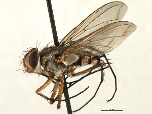  (Prosena sp. 6 - CNC DIPTERA 197437)  @11 [ ] CreativeCommons - Attribution (2013) CNC/CBG Photography Group Centre for Biodiversity Genomics