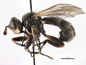  ( - CNC DIPTERA 241)  @11 [ ] CreativeCommons - Attribution (2013) CNC/CBG Photography Group Centre for Biodiversity Genomics