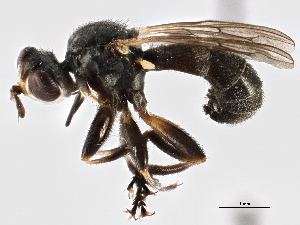  ( - CNC DIPTERA 2880)  @11 [ ] CreativeCommons - Attribution (2013) CNC/CBG Photography Group Centre for Biodiversity Genomics