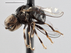  ( - CNC DIPTERA 135819)  @13 [ ] CreativeCommons - Attribution (2013) CNC/CBG Photography Group Centre for Biodiversity Genomics