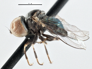  ( - CNC DIPTERA 135822)  @13 [ ] CreativeCommons - Attribution (2013) CNC/CBG Photography Group Centre for Biodiversity Genomics
