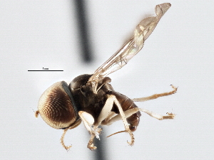  (Collinias sp. QLD4 - CNC DIPTERA 136133)  @11 [ ] CreativeCommons - Attribution (2013) CNC/CBG Photography Group Centre for Biodiversity Genomics