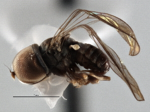  ( - CNC DIPTERA 136135)  @11 [ ] CreativeCommons - Attribution (2013) CNC/CBG Photography Group Centre for Biodiversity Genomics