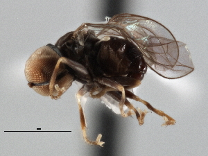  (Microcephalops sp. QLD7 - CNC DIPTERA 136141)  @11 [ ] CreativeCommons - Attribution (2013) CNC/CBG Photography Group Centre for Biodiversity Genomics