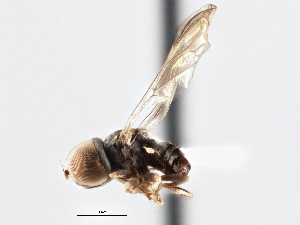  (Microcephalops sp. QLD12 - CNC DIPTERA 136151)  @11 [ ] CreativeCommons - Attribution (2013) CNC/CBG Photography Group Centre for Biodiversity Genomics