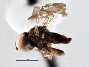  (Microcephalops sp. QLD2 - CNC DIPTERA 136159)  @11 [ ] CreativeCommons - Attribution (2013) CNC/CBG Photography Group Centre for Biodiversity Genomics