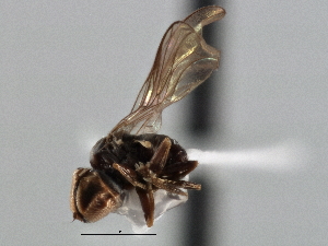  (Microcephalops sp. QLD6 - CNC DIPTERA 136160)  @11 [ ] CreativeCommons - Attribution (2013) CNC/CBG Photography Group Centre for Biodiversity Genomics