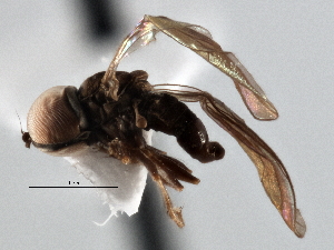 (Microcephalops sp. QLD4 - CNC DIPTERA 136164)  @11 [ ] CreativeCommons - Attribution (2013) CNC/CBG Photography Group Centre for Biodiversity Genomics