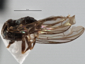  (Microcephalops sp. QLD8 - CNC DIPTERA 136165)  @11 [ ] CreativeCommons - Attribution (2013) CNC/CBG Photography Group Centre for Biodiversity Genomics