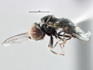  ( - CNC DIPTERA 136549)  @13 [ ] CreativeCommons - Attribution (2013) CNC/CBG Photography Group Centre for Biodiversity Genomics