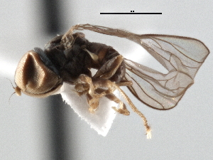  (Microcephalops sp. QLD5 - CNC DIPTERA 136739)  @11 [ ] CreativeCommons - Attribution (2013) CNC/CBG Photography Group Centre for Biodiversity Genomics