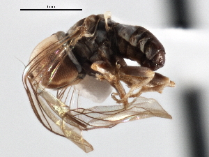  ( - CNC DIPTERA 136742)  @11 [ ] CreativeCommons - Attribution (2013) CNC/CBG Photography Group Centre for Biodiversity Genomics
