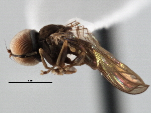  (Microcephalops sp. QLD3 - CNC DIPTERA 136744)  @11 [ ] CreativeCommons - Attribution (2013) CNC/CBG Photography Group Centre for Biodiversity Genomics