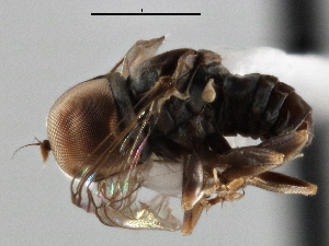  (Microcephalops sp. QLD11 - CNC DIPTERA 136749)  @11 [ ] CreativeCommons - Attribution (2013) CNC/CBG Photography Group Centre for Biodiversity Genomics