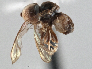 (Microcephalops sp. QLD10 - CNC DIPTERA 136756)  @11 [ ] CreativeCommons - Attribution (2013) CNC/CBG Photography Group Centre for Biodiversity Genomics