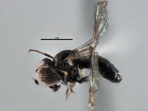  ( - CNC DIPTERA 137522)  @13 [ ] CreativeCommons - Attribution (2013) CNC/CBG Photography Group Centre for Biodiversity Genomics