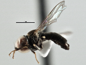  ( - CNC DIPTERA 147576)  @13 [ ] CreativeCommons - Attribution (2013) CNC/CBG Photography Group Centre for Biodiversity Genomics