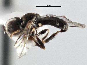  ( - CNC DIPTERA 147577)  @12 [ ] CreativeCommons - Attribution (2013) CNC/CBG Photography Group Centre for Biodiversity Genomics