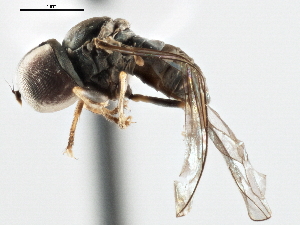  (Eudorylas jenkinsoni - CNC DIPTERA 147597)  @13 [ ] CreativeCommons - Attribution (2013) CNC/CBG Photography Group Centre for Biodiversity Genomics