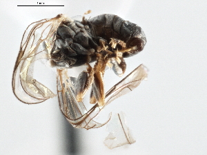  (Eudorylas blascoi - CNC DIPTERA 147600)  @11 [ ] CreativeCommons - Attribution (2013) CNC/CBG Photography Group Centre for Biodiversity Genomics