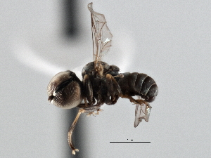  ( - CNC DIPTERA 147609)  @12 [ ] CreativeCommons - Attribution (2013) CNC/CBG Photography Group Centre for Biodiversity Genomics