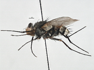  (Prosena sp. 1 - CNC DIPTERA 197543)  @13 [ ] CreativeCommons - Attribution (2013) CNC/CBG Photography Group Centre for Biodiversity Genomics