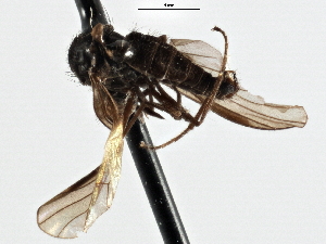  ( - CNC DIPTERA 197577)  @12 [ ] CreativeCommons - Attribution (2013) CNC/CBG Photography Group Centre for Biodiversity Genomics